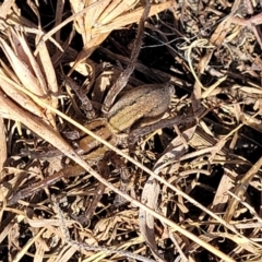 Miturga sp. (genus) at Dry Plain, NSW - 25 Sep 2022