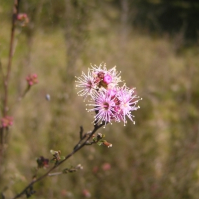 Kunzea parvifolia (Violet Kunzea) at Mount Taylor - 25 Sep 2022 by MatthewFrawley