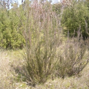 Kunzea parvifolia at Kambah, ACT - 25 Sep 2022 01:39 PM