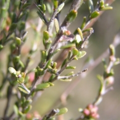 Kunzea parvifolia at Kambah, ACT - 25 Sep 2022