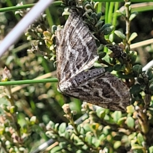 Selidosema leucoplecta at Dry Plain, NSW - 25 Sep 2022