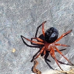 Nicodamidae (family) at Dry Plain, NSW - 25 Sep 2022