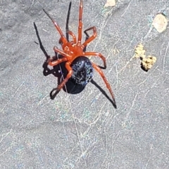 Nicodamidae (family) at Dry Plain, NSW - 25 Sep 2022