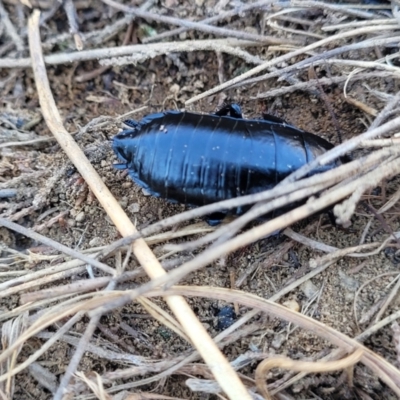 Platyzosteria sp. (genus) (Litter runner cockroach) at Dry Plain, NSW - 25 Sep 2022 by trevorpreston