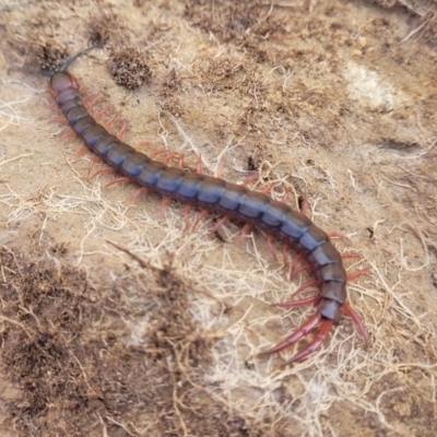 Scolopendromorpha (order) (A centipede) at Dry Plain, NSW - 25 Sep 2022 by trevorpreston
