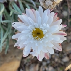 Leucochrysum albicans subsp. tricolor (Hoary Sunray) at Dry Plain, NSW - 25 Sep 2022 by trevorpreston