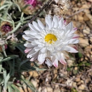 Leucochrysum albicans subsp. tricolor at Dry Plain, NSW - 25 Sep 2022