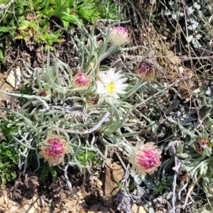 Leucochrysum albicans subsp. tricolor at Dry Plain, NSW - 25 Sep 2022