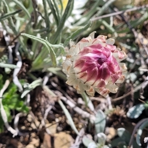 Leucochrysum albicans subsp. tricolor at Dry Plain, NSW - 25 Sep 2022