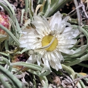 Leucochrysum albicans subsp. tricolor at Dry Plain, NSW - 25 Sep 2022