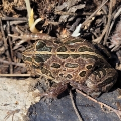 Limnodynastes tasmaniensis (Spotted Grass Frog) at Dry Plain, NSW - 25 Sep 2022 by trevorpreston