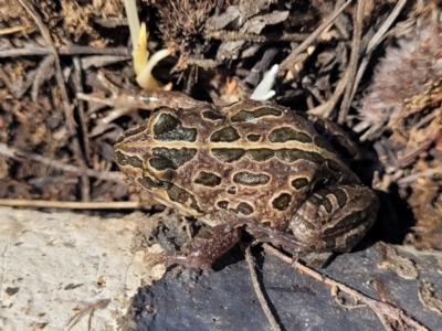 Limnodynastes tasmaniensis (Spotted Grass Frog) at Dry Plain, NSW - 25 Sep 2022 by trevorpreston