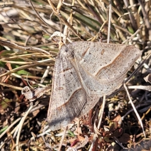 Antasia flavicapitata at Dry Plain, NSW - 25 Sep 2022