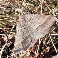 Antasia flavicapitata at Dry Plain, NSW - 25 Sep 2022