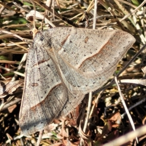 Antasia flavicapitata at Dry Plain, NSW - 25 Sep 2022