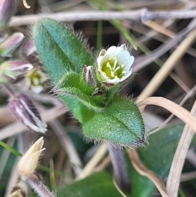 Stellaria media (Common Chickweed) at Dry Plain, NSW - 25 Sep 2022 by trevorpreston