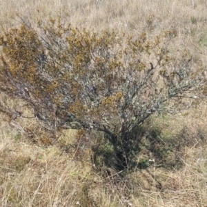 Acacia siculiformis at Dry Plain, NSW - 25 Sep 2022