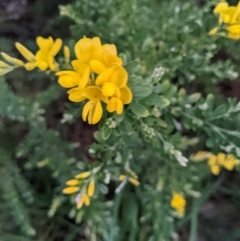 Genista monspessulana (Cape Broom, Montpellier Broom) at Kambah, ACT - 25 Sep 2022 by HelenCross