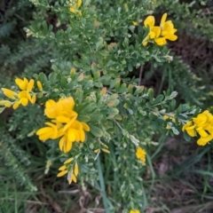 Genista monspessulana at Kambah, ACT - 25 Sep 2022