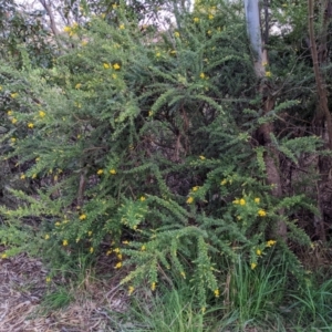 Genista monspessulana at Kambah, ACT - 25 Sep 2022