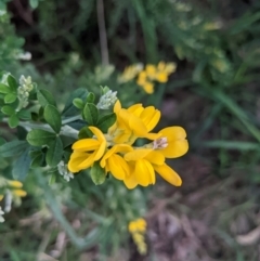 Genista monspessulana at Kambah, ACT - 25 Sep 2022