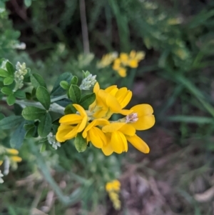 Genista monspessulana at Kambah, ACT - 25 Sep 2022