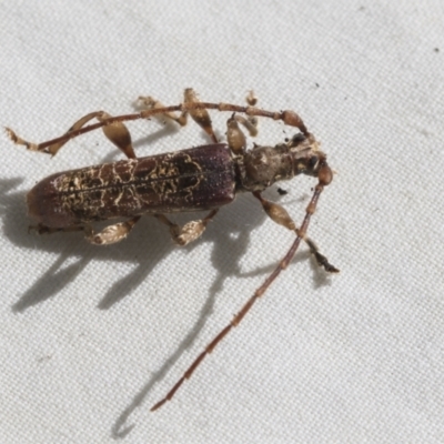 Tessaromma undatum (Velvet eucalypt longhorn beetle) at Higgins, ACT - 25 Sep 2022 by AlisonMilton