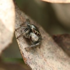 Maratus scutulatus (A jumping spider) at Murrumbateman, NSW - 25 Sep 2022 by amiessmacro