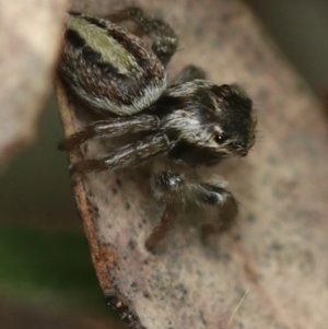 Maratus scutulatus at Murrumbateman, NSW - 25 Sep 2022