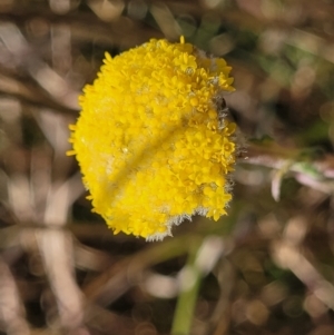 Craspedia variabilis at Dry Plain, NSW - suppressed