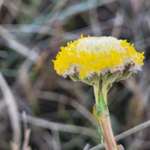 Craspedia variabilis at Dry Plain, NSW - suppressed