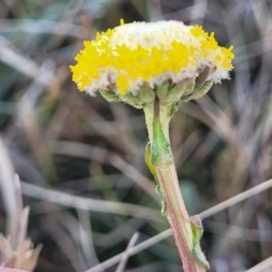 Craspedia variabilis at Dry Plain, NSW - suppressed