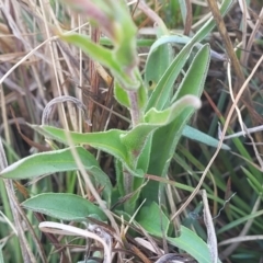 Craspedia variabilis at Dry Plain, NSW - suppressed