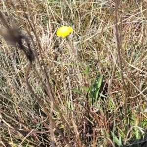 Craspedia variabilis at Dry Plain, NSW - suppressed