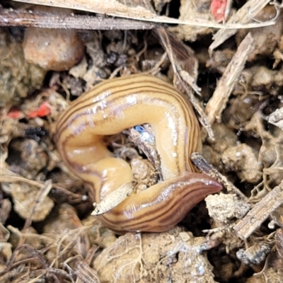 Fletchamia quinquelineata (Five-striped flatworm) at Dry Plain, NSW - 25 Sep 2022 by trevorpreston