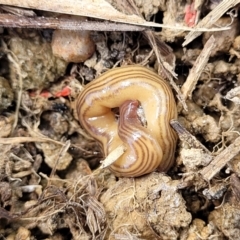 Fletchamia quinquelineata at Dry Plain, NSW - 25 Sep 2022