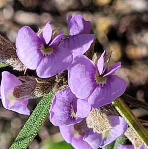 Hovea heterophylla at Dry Plain, NSW - 25 Sep 2022