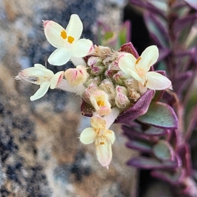 Pimelea glauca (Smooth Rice Flower) at Dry Plain, NSW - 25 Sep 2022 by trevorpreston