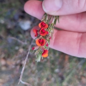 Dillwynia sericea at Bungendore, NSW - 25 Sep 2022 04:30 PM