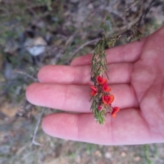 Dillwynia sericea at Bungendore, NSW - 25 Sep 2022