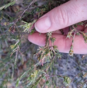 Dillwynia sericea at Bungendore, NSW - 25 Sep 2022 04:30 PM