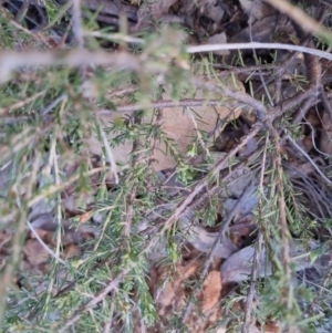 Dillwynia sericea at Bungendore, NSW - 25 Sep 2022 04:30 PM