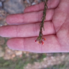 Dillwynia sericea at Bungendore, NSW - 25 Sep 2022 04:30 PM