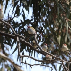 Neochmia temporalis (Red-browed Finch) at Hume, ACT - 25 Sep 2022 by RodDeb