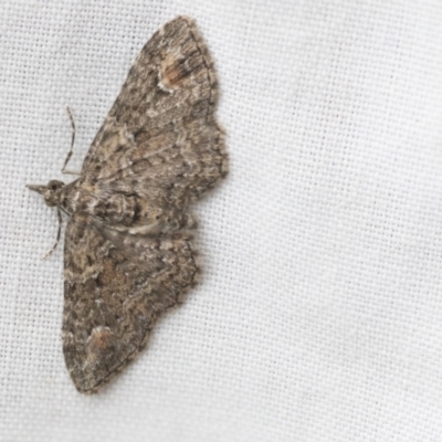 Chloroclystis catastreptes (Green and Brown Carpet) at Higgins, ACT - 24 Sep 2022 by AlisonMilton