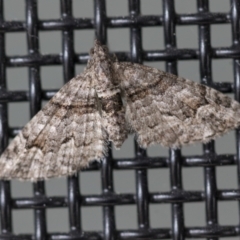 Phrissogonus laticostata (Apple looper moth) at Higgins, ACT - 24 Sep 2022 by AlisonMilton