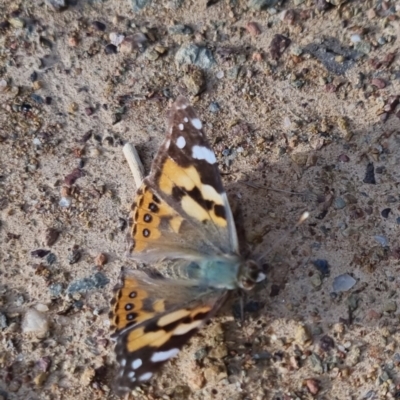 Vanessa kershawi (Australian Painted Lady) at Bungendore, NSW - 25 Sep 2022 by clarehoneydove