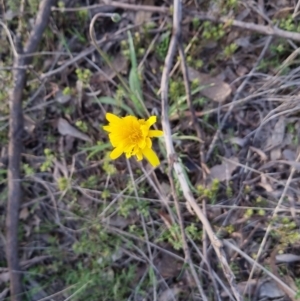 Microseris walteri at Bungendore, NSW - 25 Sep 2022