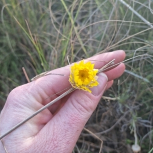 Leucochrysum albicans subsp. albicans at Bungendore, NSW - 25 Sep 2022