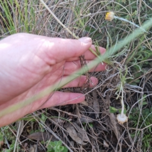 Leucochrysum albicans subsp. albicans at Bungendore, NSW - 25 Sep 2022